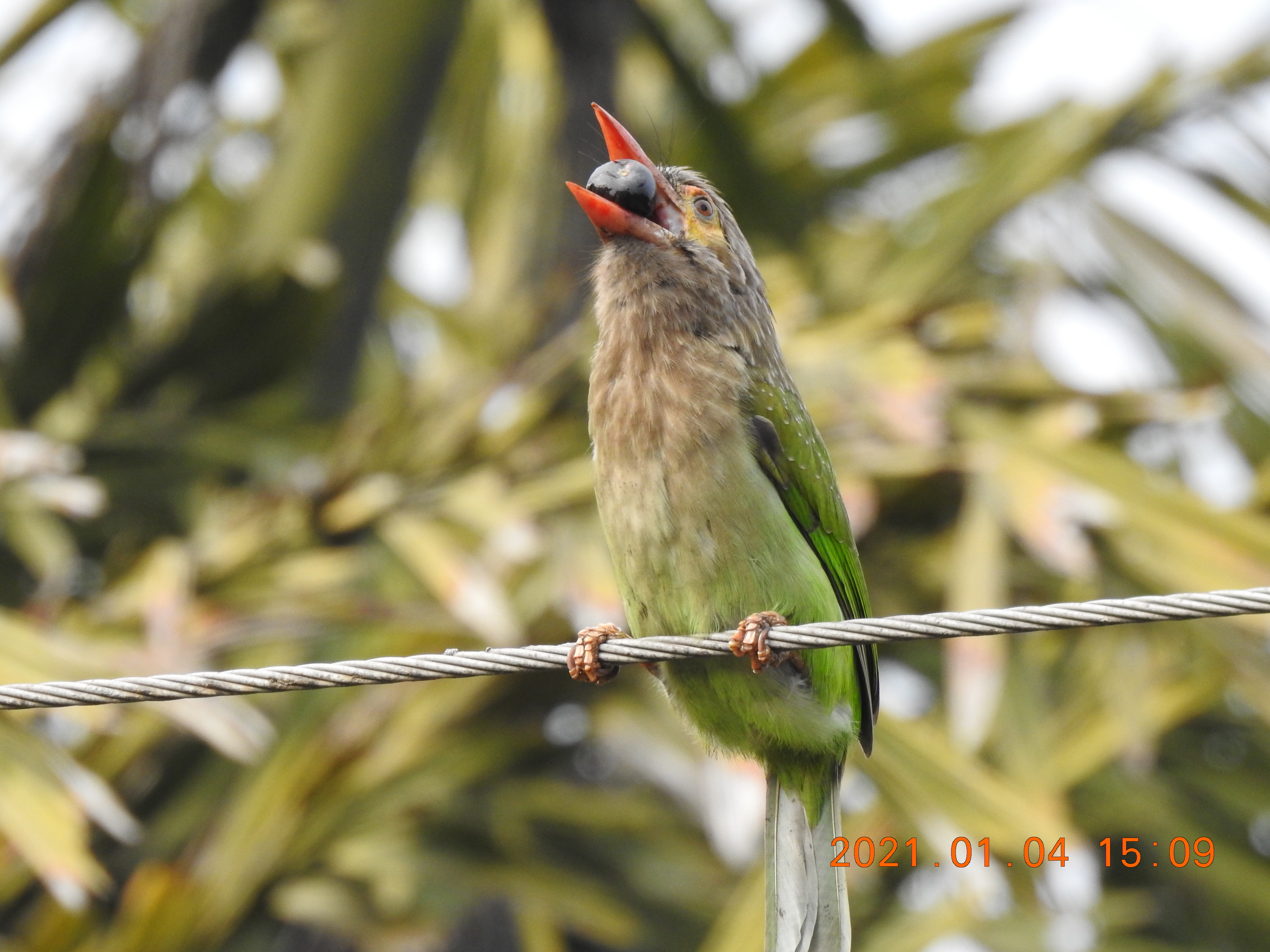 Barbet - Sorry Photo Still Processing