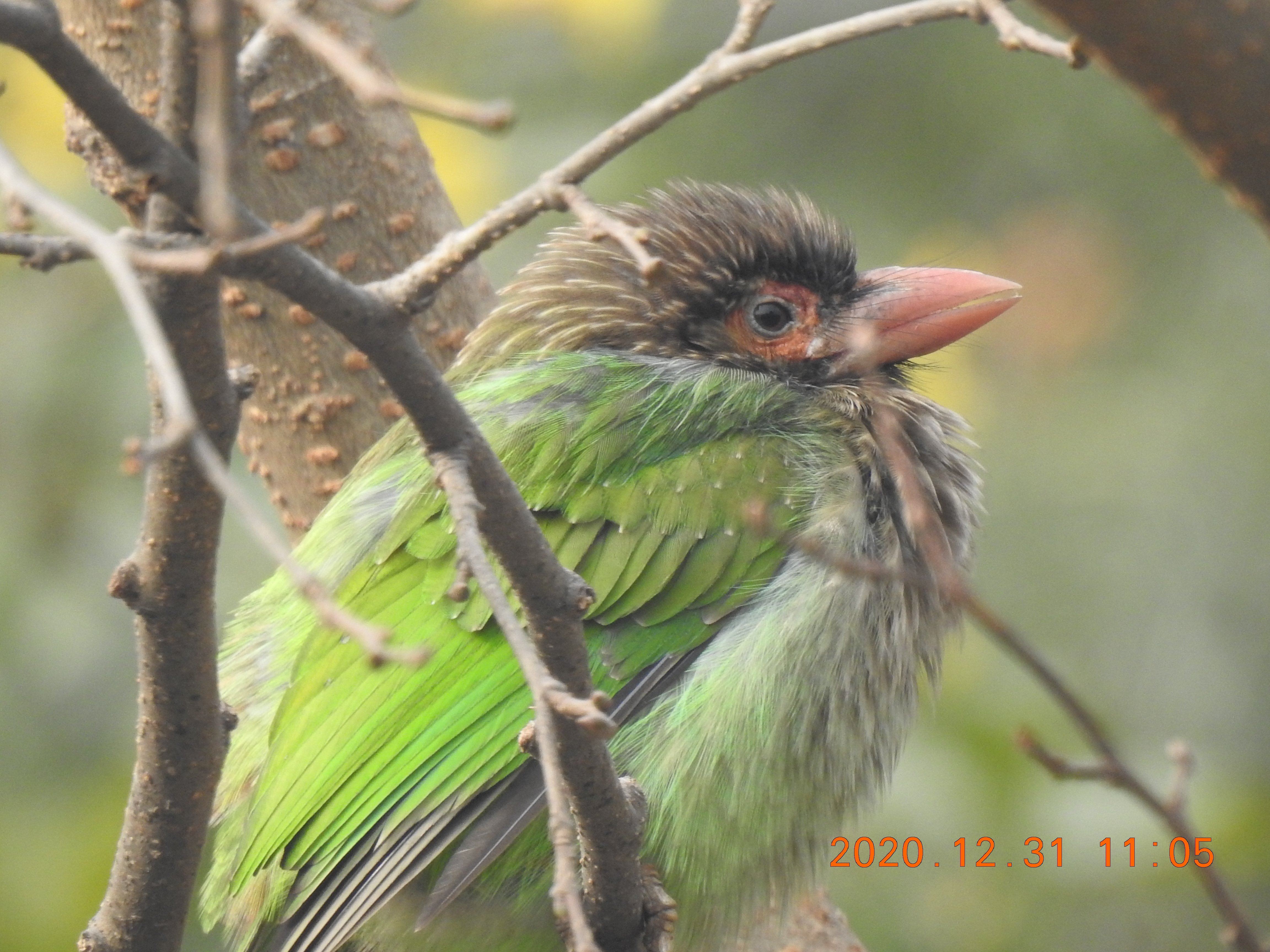 Barbet - Sorry Photo Still Processing