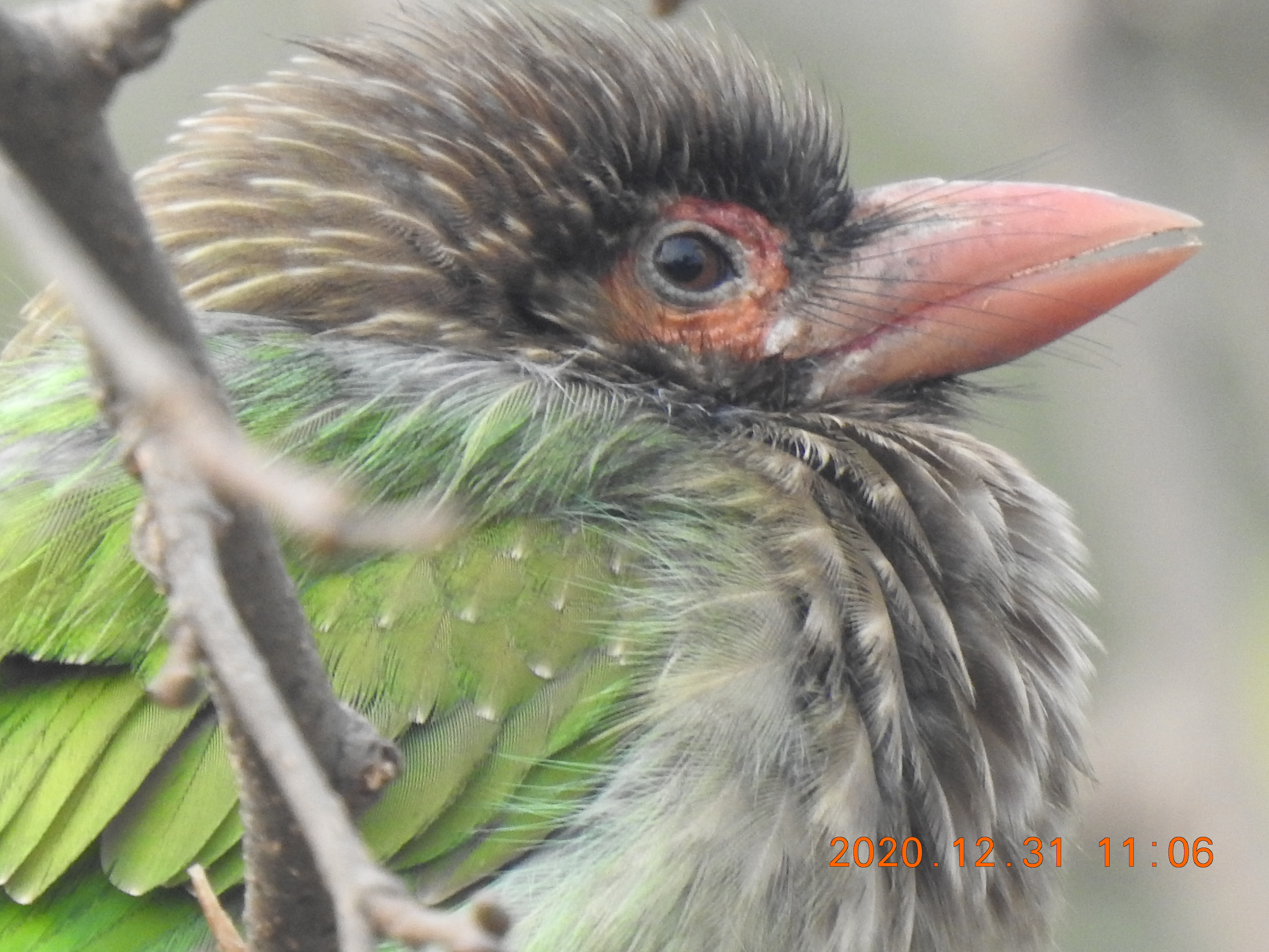 Barbet - Sorry Photo Still Processing