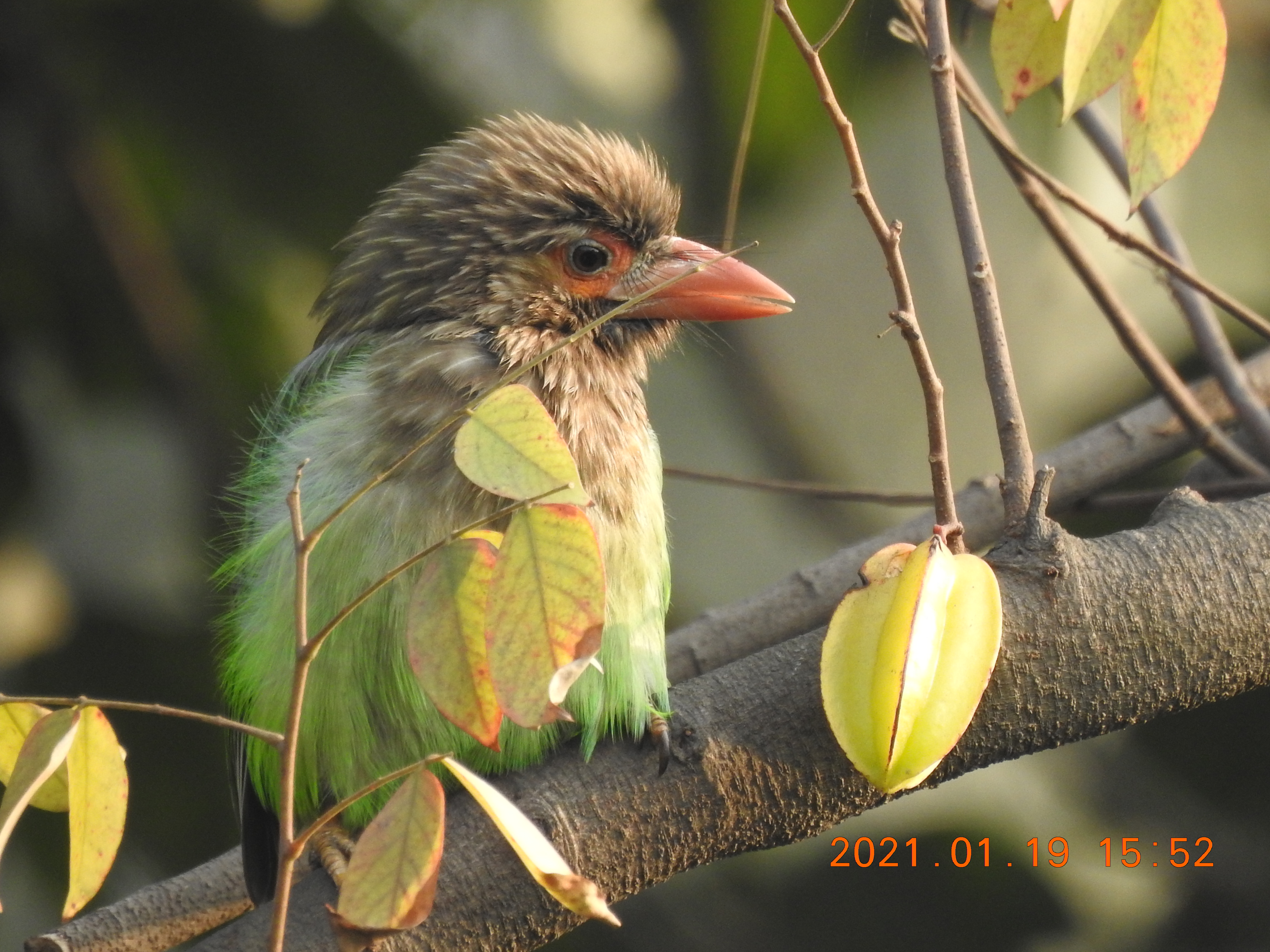 Barbet - Sorry Photo Still Processing