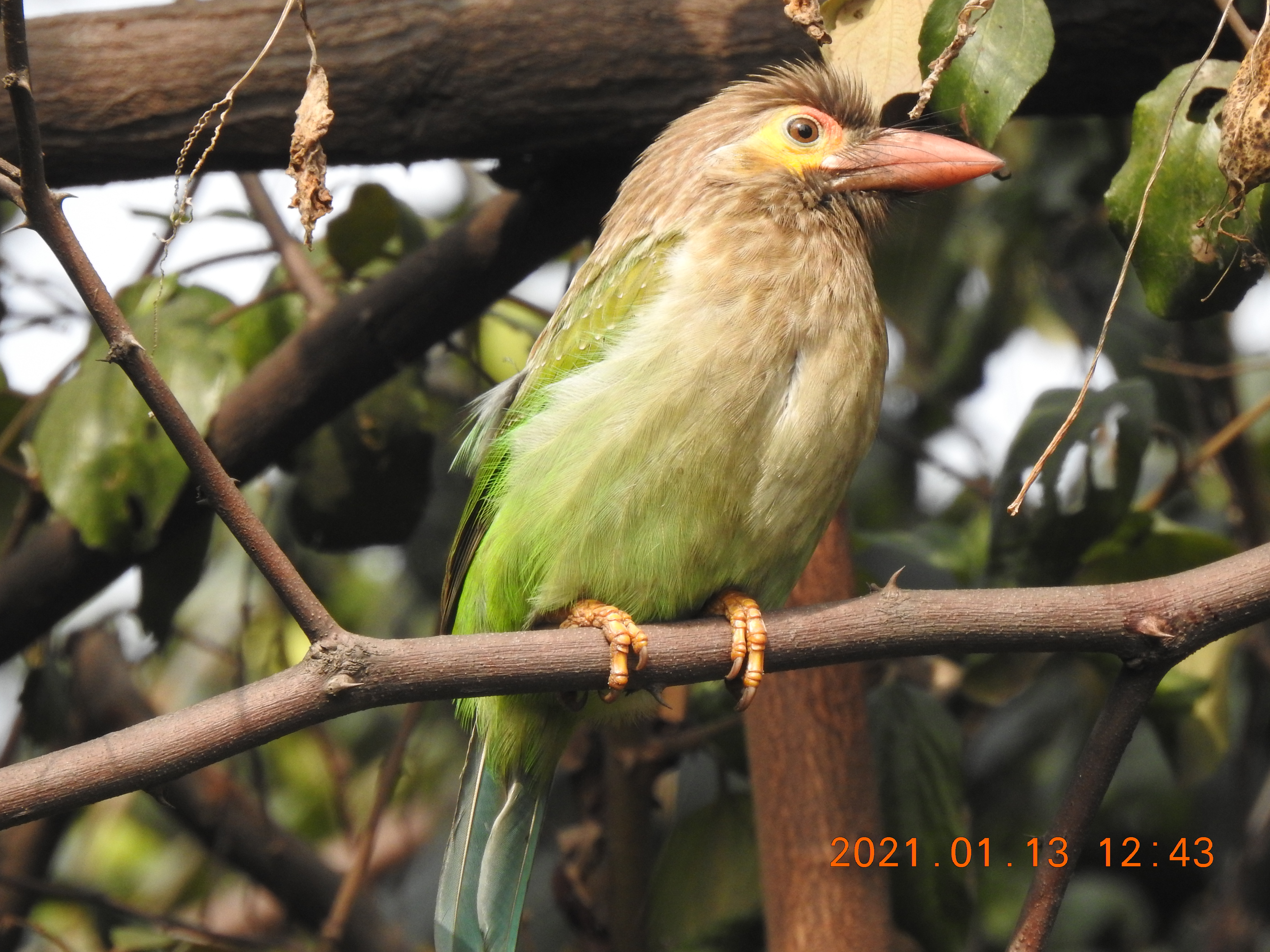 Barbet - Sorry Photo Still Processing