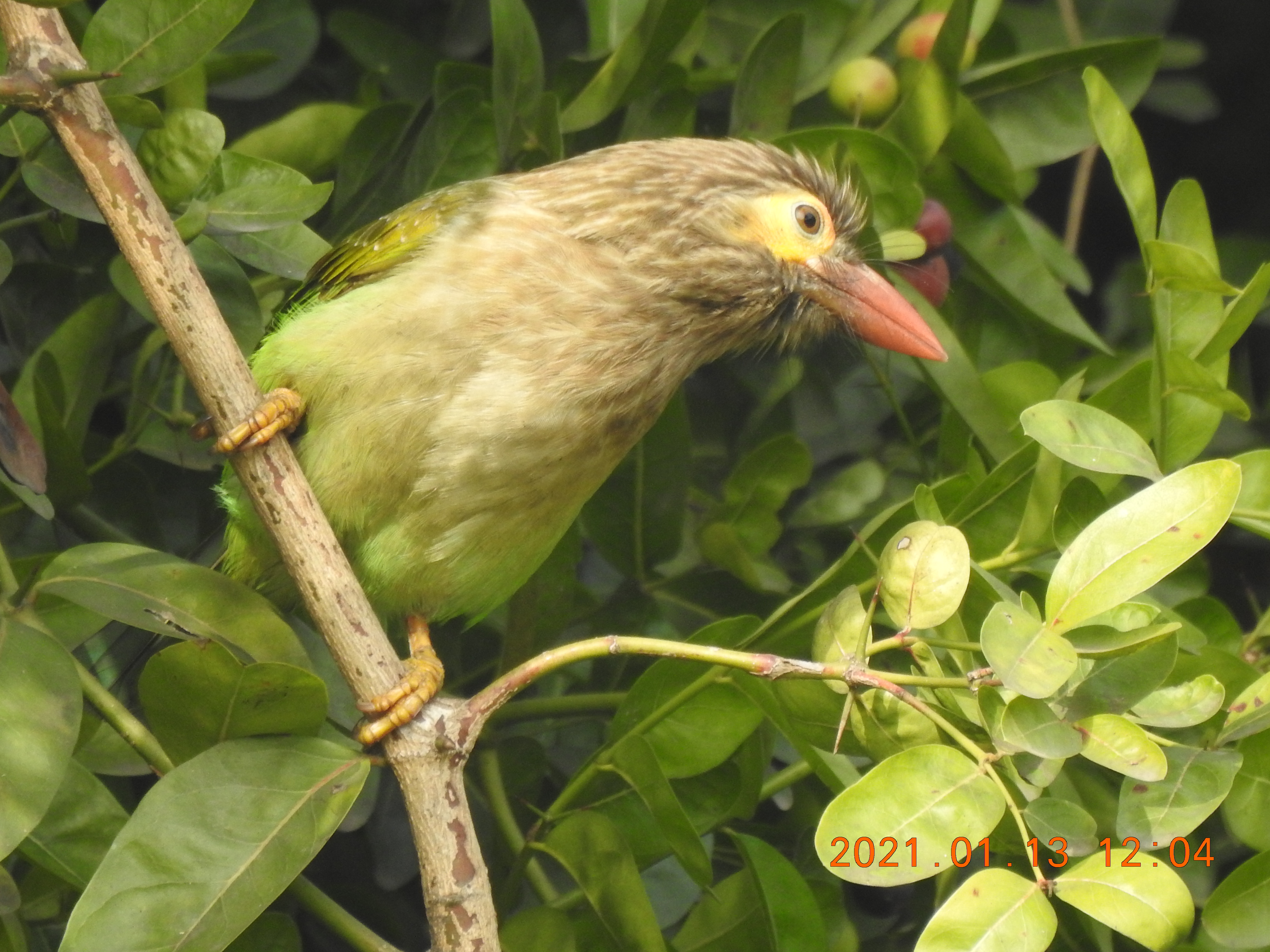 Barbet - Sorry Photo Still Processing