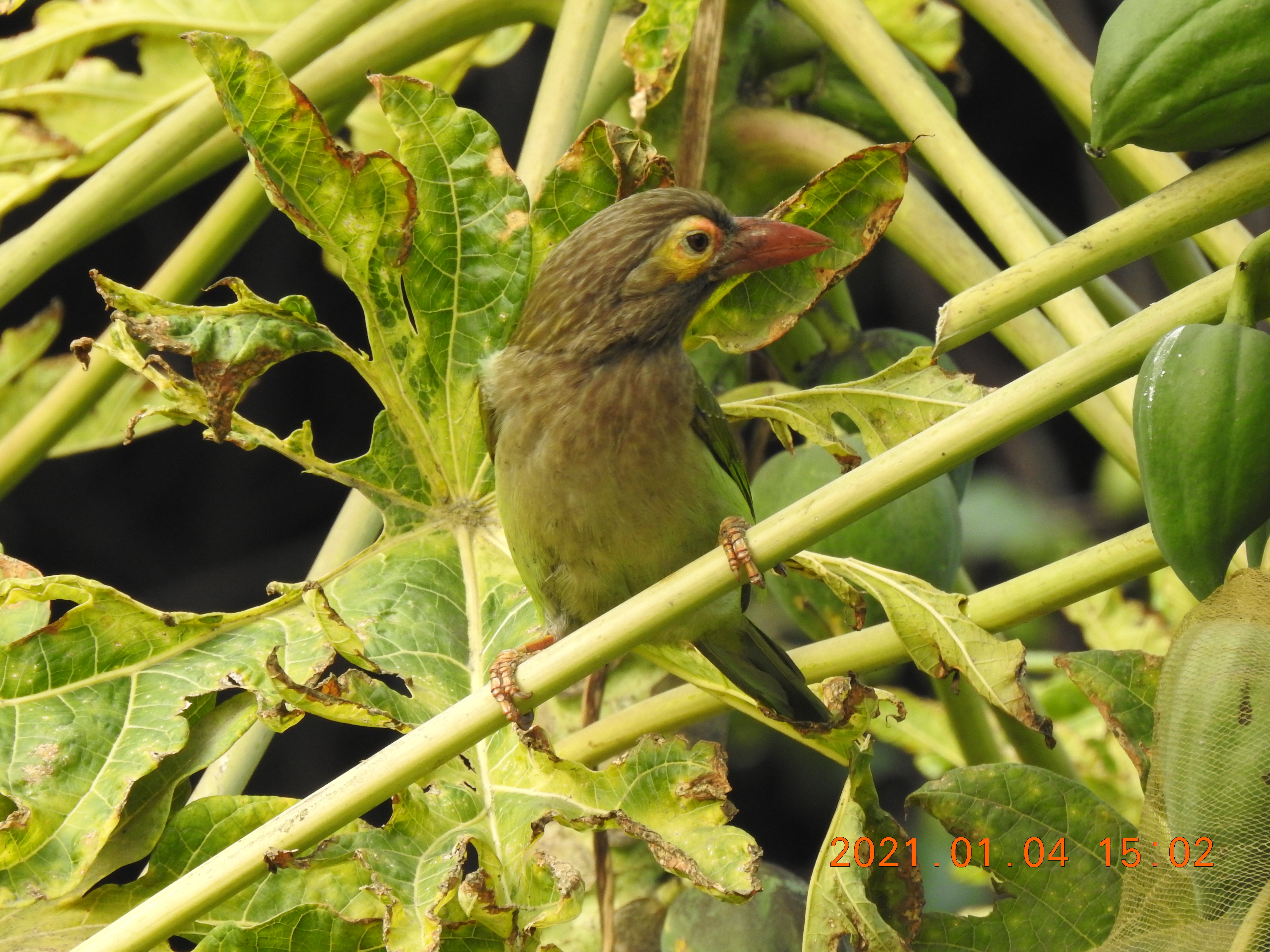 Barbet - Sorry Photo Still Processing