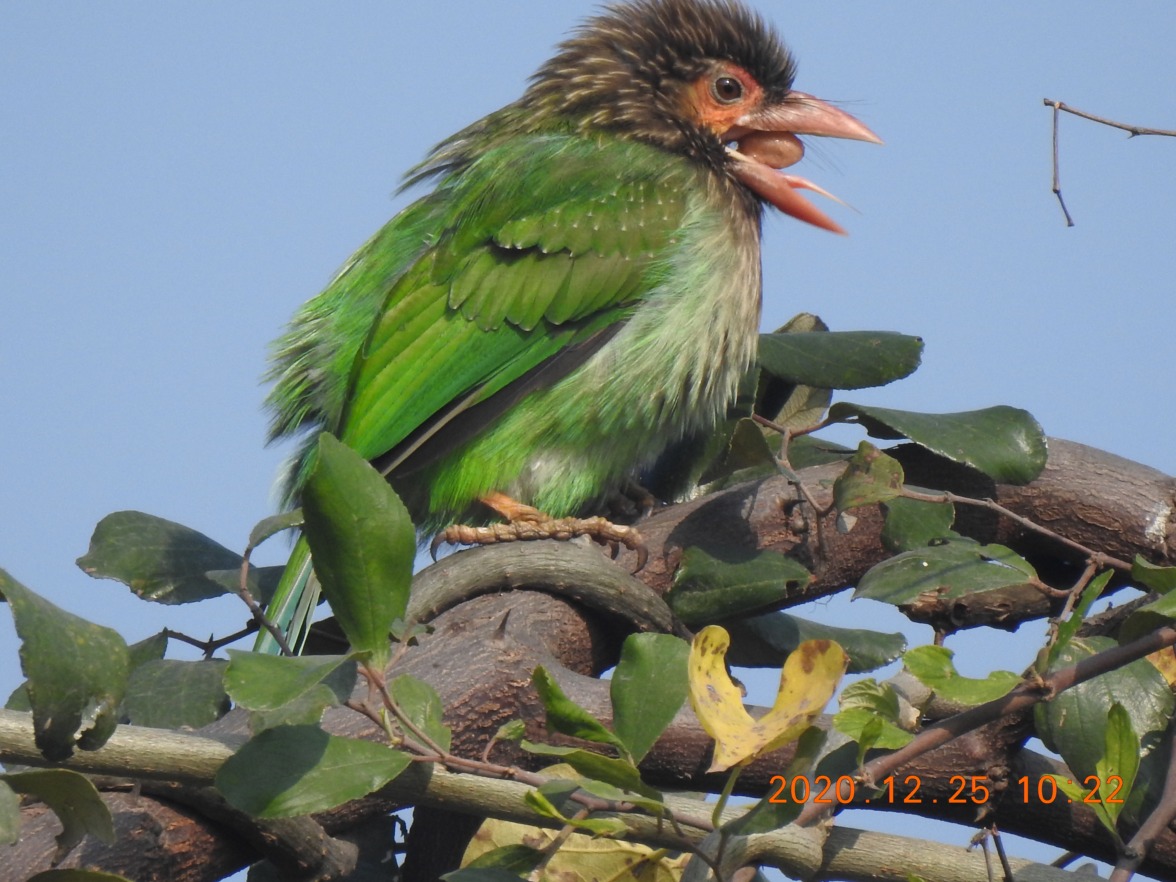 Barbet - Sorry Photo Still Processing