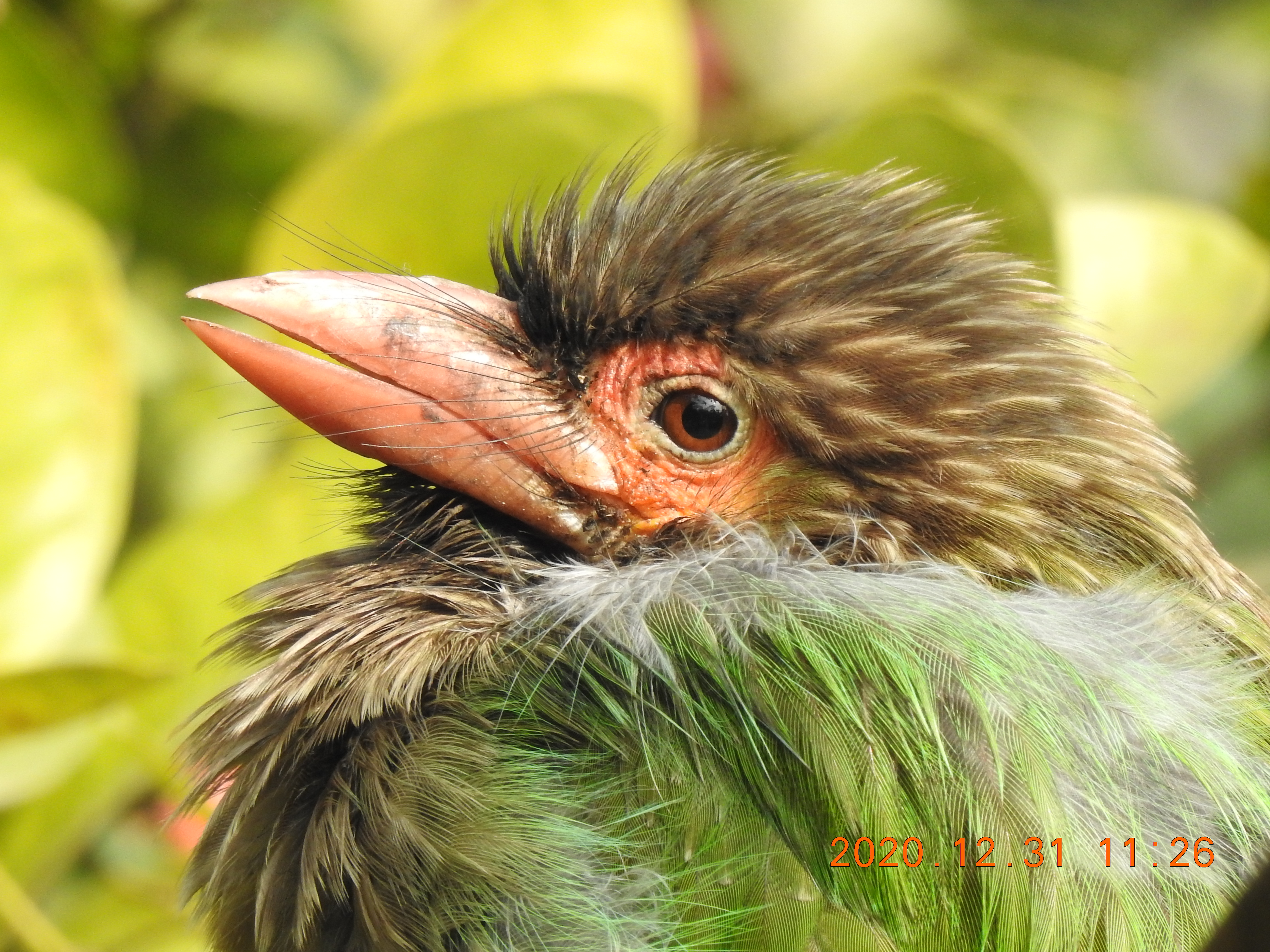 Barbet - Sorry Photo Still Processing